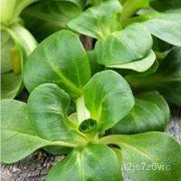 ข้าวโพดสลัด Mache ภาษาดัชคำ Broad Leaved ข้าวโพดสลัด  เมล็ด