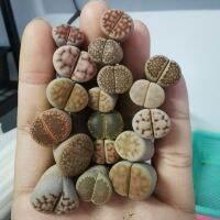 ไลทอป Lithops  ต้นใหญ่ 1 ต้น ขายตามขนาด (1.9-3.6 cm.) คละสายพันธุ์ *ไม่สามารถเลือกหน้าได้*