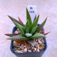 Haworthia reinwardetii tenuis ม้าทราย A017