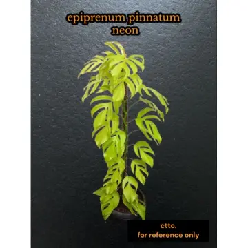 Epipremnum Pinnatum Yellow Flame Cutting (Matured Form), Plus FREE  Philodendron Burl Marx