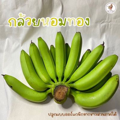 กล้วยหอมทองจัมโบ้ 🍌 ปลูกแบบธรรมชาติจนได้กล้วยคุณภาพดี หอมหวาน ส่งตรงสวนพัทลุง🌳