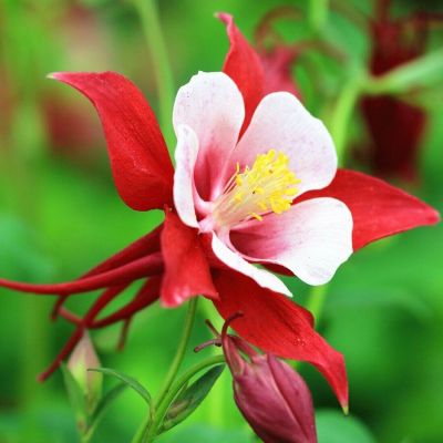 20 เมล็ดพันธุ์ Bonsai เมล็ด ดอกโคลัมไบน์ (Columbine) เป็นดอกไม้ประจำรัฐ Colorado Columbine flower Seed อัตราการงอกของเมล็ด 80-85%
