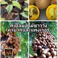 ( Pro+++ ) สุดคุ้ม ต้นกล้าคีเปล ต้นคีเปล สูง 15ซม. ใบ 4-5ใบ พร้อมปลูก คีเปล kepel tree (1ต้น)(ขาย ต้นพันธุ์) ราคาคุ้มค่า พรรณ ไม้ น้ำ พรรณ ไม้ ทุก ชนิด พรรณ ไม้ น้ำ สวยงาม พรรณ ไม้ มงคล