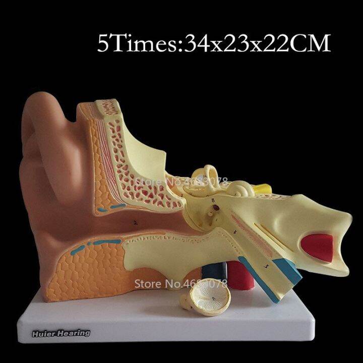 5 Times Human Ear Anatomy Model Showing Organs Structure Of The Central