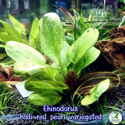 Echinodorus hadi red pearl variegated อะเมซอนด่าง