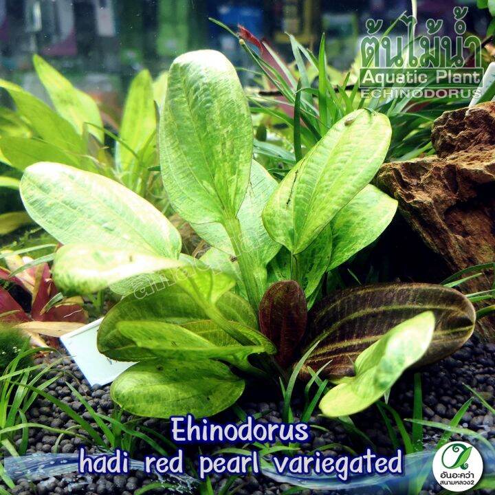 echinodorus-hadi-red-pearl-variegated-อะเมซอนด่าง