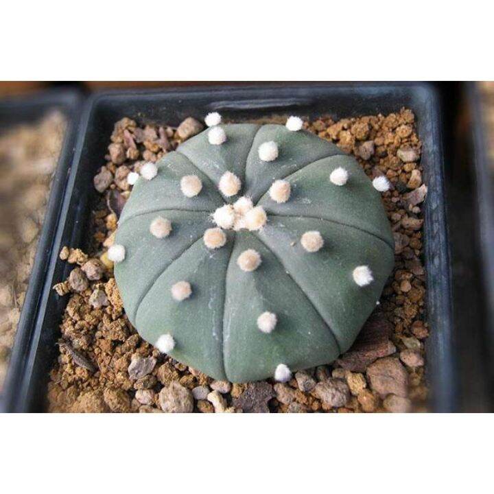 สุดคุ้ม-2ต้น-ออเดอร์-แคคตัส-เพชร-cactus-astrophytum-รุ่นออกดอกดอกชมพู-ขนาด-3-5-ซม-ส่งพร้อมกระถาง-3-นิ้ว-ราคาถูก-พรรณ-ไม้-น้ำ-พรรณ-ไม้-ทุก-ชนิด-พรรณ-ไม้-น้ำ-สวยงาม-พรรณ-ไม้-มงคล