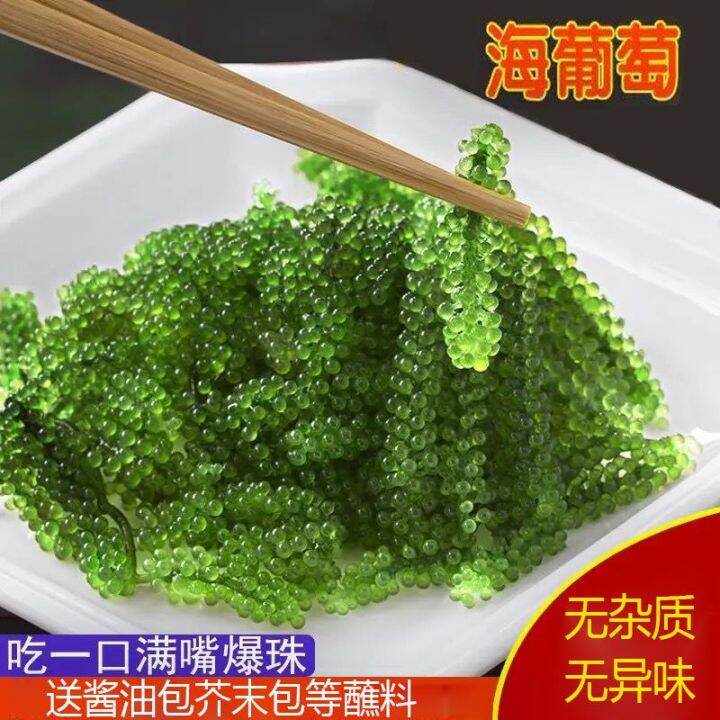 Sea grapes are edible, fresh and ready to eat, long life vegetables