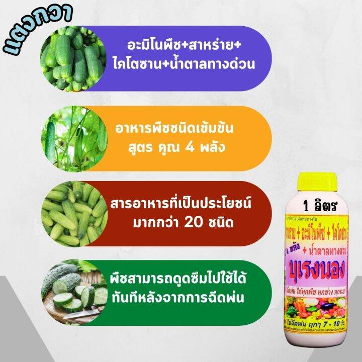 พร้อมส่ง-บุเรงนอง-ขนาด-4-ลิตร-อะมิโนพืช-สาหร่าย-ไคโตซาน-น้ำตาลทางด่วน-อาหารพืช-ใช้ฉีดพ่นทางใบ-ฉีดพ่น-แตง