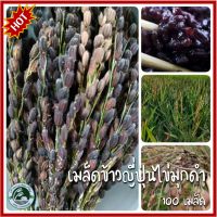 100+ เมล็ด ข้าวญี่ปุ่น ไข่มุกดำ Black Pearl Japanese Rice เมล็ดข้าวญี่ปุ่นไข่มุกดำ ข้าวญี่ปุ่น ข้าวเปลือก ข้าวไข่มุกดำ เมล็ดข้าวญี่ปุ่น