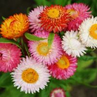 100 เมล็ดพันธุ์ เมล็ด ดอกกระดาษ ดอกบานไม่รู้โรยฝรั่ง Helichrysum STRAW FLOWER SWISS GIANT Seeds อัตราการงอก 80-85%