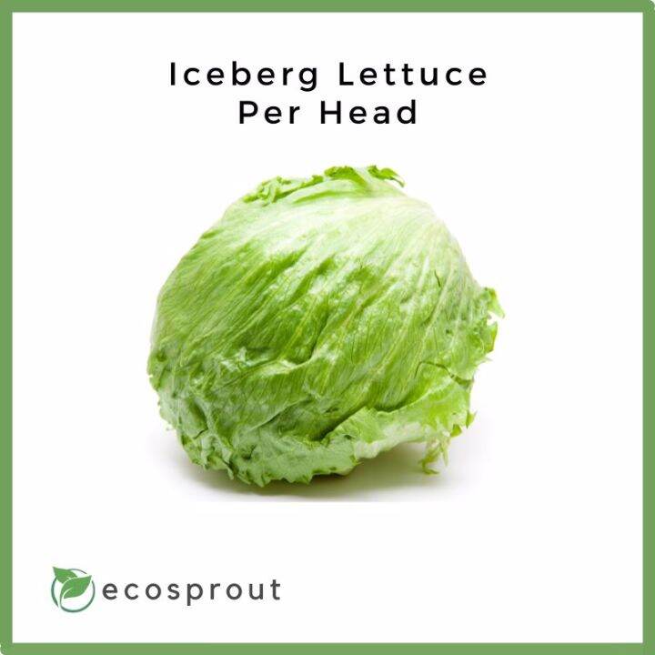 Iceberg Lettuce Head Lazada PH