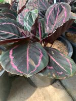 ต้นคล้านกยูงแดง  ในกระถาง 10 นิ้ว Calathea roseopicta (Linden) Regel  medallion ‘Surprise Star เป็น ไม้ประดับดูดสารพิษ คล้าหางนกยูง เป็นไม้ประดับชนิดที่สามารถดูดสารพิษ ฟอกอากาศ ใช้ดูดสารพิษ ฟอกอากาศ ภายในอาคาร ภายในบ้าน.