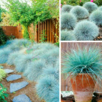 เมล็ดพันธุ์นำเข้าจาก อังกฤษ เมล็ดพันธุ์ หญ้าบลูเฟสคิว Festuca glauca blue fescue 50 เมล็ด