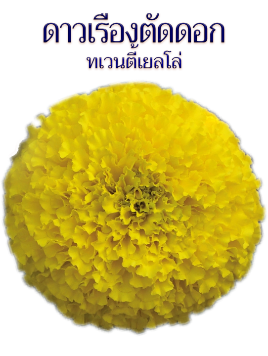 เมล็ดพันธุ์ดาวเรืองตัดดอก-ทเวนตี้เยลโล่-1000-เมล็ด-ดอกใหญ่-ให้ผลผลิตสูง-สำหรับตัดดอกจำหน่าย-ร้อยมาลัย-ใส่แจกัน-จำหน่ายโดย-ร้าน-dddorchids