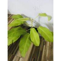 ขายดีอันดับ1 ฟิโลไทยซันไลท์ Philodendron sunrise คุ้มสุดสุด ต้นไม้ ฟอก อากาศ กระถาง ต้นไม้ ไม้ ประดับ ต้นไม้ ปลูก ใน บ้าน