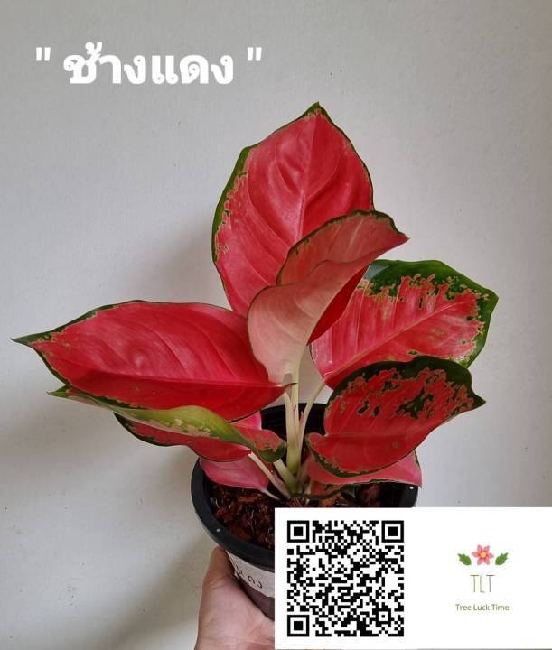 ต้นช้างแดง-aglaonema-sp-changdaeng-อโกลนีมา-ช้างแดง-ไม้มงคล-ไม้มงคลเรียกทรัพย์-ช้างแดง-บรรจุกระถางจัดส่ง