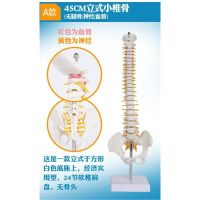 The human body vertebra model skeleton model spinal anatomy of the spinal nerve bone simulation model medicine simulation bonesetting