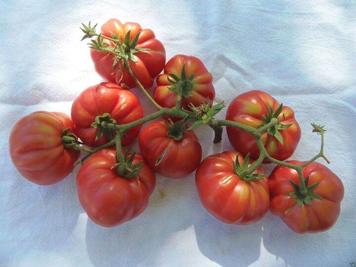 20-เมล็ดพันธุ์-bonsai-เมล็ด-มะเขือพวง-มะเขือเปราะ-สีแดง-red-ruffled-eggplant-seed-อัตราการงอกของเมล็ด-80-85