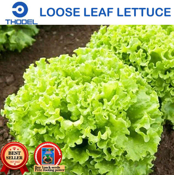 Loose Leaf LETTUCE Seeds Vegetable Seeds Lazada PH