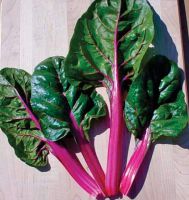 เมล็ดพันธุ์ สวิสชาร์ด มาเกนต้า ซันเซ็ท (Magenta Sunset Swiss Chard Seed) บรรจุ 60 เมล็ด คุณภาพดี ของแท้ 100%