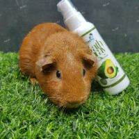 สเปร์ยอาบน้ำแห้ง Petme Bath Spray กลิ่นอโวคาโด้ สำหรับสัตว์เลี้ยงทุกชนิด (กลิ่นอโวคาโด)