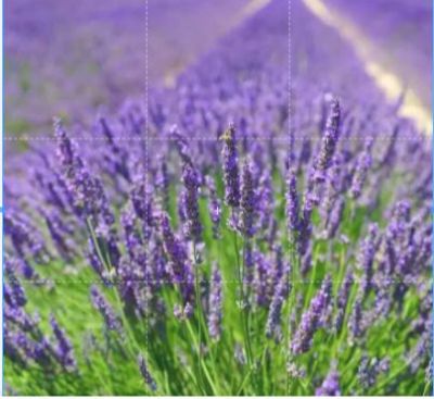 เมล็ดพันธุ์ ลาเวนเดอร์ Lavendula angustifolia lavender 100 เมล็ด เมล็ดพันธุ์นำเข้าจาก อังกฤษ..