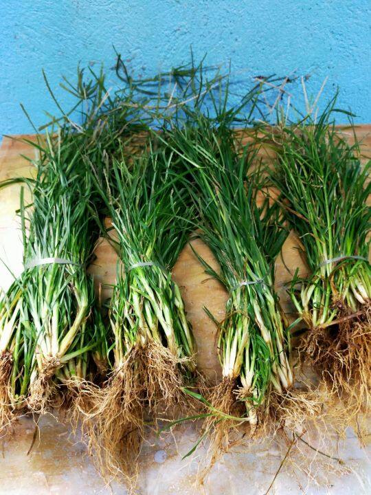 Fresh Paragis ( Whole Plant) ( 100 grams) | Lazada PH