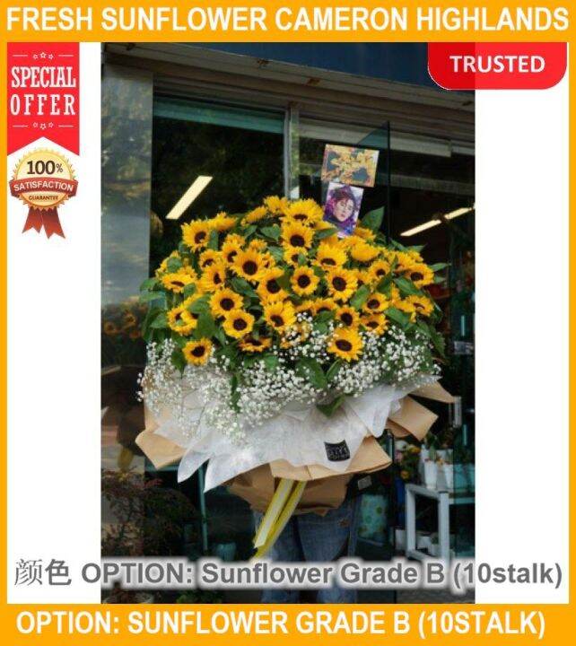 Fresh Sunflower Cameron Highlands Fresh Flower Lazada
