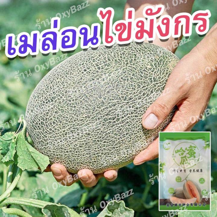 เมล็ดพันธุ์ฮามิเมล่อน-เมล็ดเมล่อนไข่มังกร-50เมล็ด-เมล็ดแตงทิเบต-เมล็ดแตงฮามิกัว