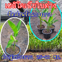 ธรรมรักษา (1ต้น) ดอกเหลือง พร้อมจัดส่ง Variegated heliconia ต้นธรรมรักษา ไม้ฟอกอากาศ คละความสูง/ต้น