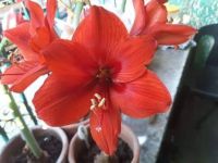 1 หัวว่าน ว่านสี่ทิศฮอลแลนด์ Amaryllis carina 18-24 ซม สินค้านำเข้า แช่เย็นแล้ว หัวขนาดใหญ่