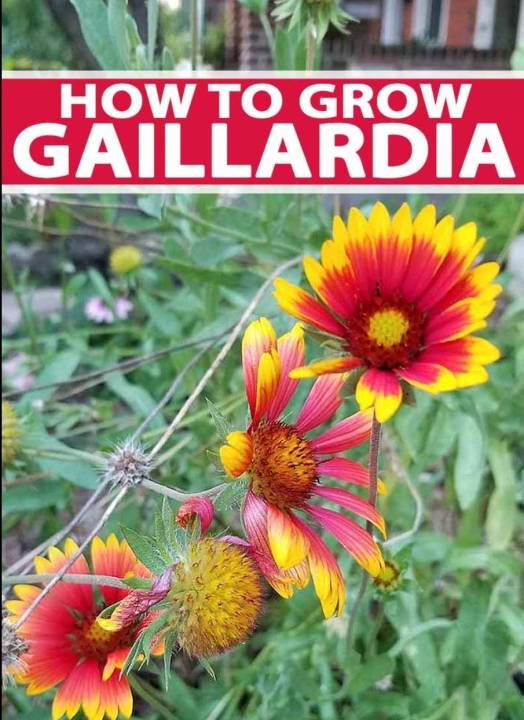 ดอกเดือนฉาย-gaillardia-seed-เมล็ดพันธุ์ดอกเดือนฉาย-บรรรจุ-20-เมล็ด-10-บาท