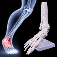 Life size Foot Ankle Joint Anatomical Skeleton Model Medical Display Study Tool