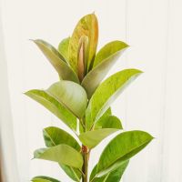 โปรโมชั่น ยางอินเดียด่างลายหินอ่อน ficus elastica Shivereana ราคาถูกสุดๆๆๆ ต้นยางอินเดีย ยางอินเดีย