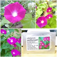 เมล็ดพันธุ์ มอร์นิ่งกลอรี สกาเร็ต โอฮารา (Scarlet OHara Morning Glory Seed) 40 เมล็ด คุณภาพดี ของแท้