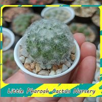 แมมขนนกขาว Mammillaria plumosa ขนาด 3-4 ซม. จัดส่งทั้งกระถาง