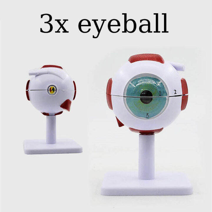 3 Times Human Eye Anatomy Model ENT Ophthalmology Eyeball Internal
