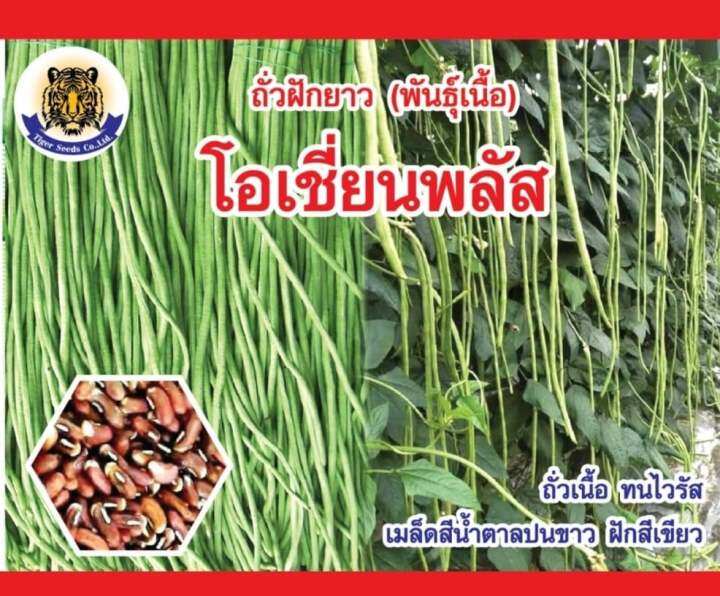 เมล็ดพันธุ์ถั่วฝักยาวโอเชี่ยน-พลัส-tiger-seeds-ขนาด-500-กรัม