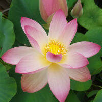 5 เมล็ดพันธุ์ บัว สายพันธุ์ Butterflys Love Lotus สีชมพู นำเข้าจาก อเมริกา เพาะปลูกและเก็บเมล็ดในไทย ขยายพันธุ์ในไทยได้