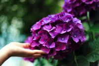 20 เมล็ด เมล็ดไฮเดรนเจีย Hydrangea Seeds สีม่วง ไฮเดรนเยียสายพันธุ์ฝรั่งเศส ของแท้ 100% อัตรางอกสูง 70-80 % มีคู่มือปลูก ปลูกในกระถางได้