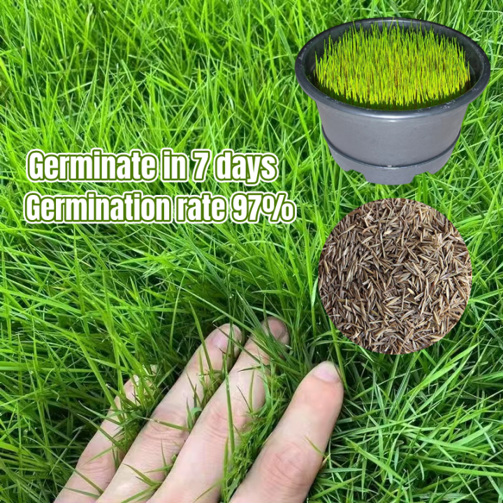 Benih Rumput Karpet (200pcs) Green Grass Seed Gardening Decoration Lawn