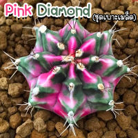 ชุดเพาะเมล็ด ?Pink Diamond ?(LB2178 x PDM) ?กระบองเพชร/แคคตัส ?