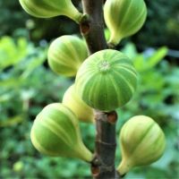 10 เมล็ด เมล็ดมะเดื่อฝรั่ง Figs สายพันธุ์ Tiger Panache  มะเดื่อฝรั่ง หรือ ลูกฟิก (Fig) อัตราการงอก 70-80% Figs seeds