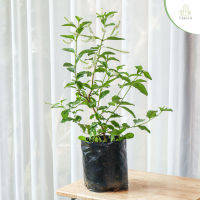 Treeno.9 T123 ราชาวดี ดอกกลิ่นหอม (Btterfly Bush) ถุงดำ 8 นิ้ว / สูง 50-60 cm. / ไม้ประดับ ไม้ดอก ไม้มงคล (ต้นไม้)