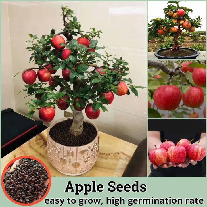 [Easy To Grow] Dwarf Apple Tree Seeds for Planting (50 seeds/bag