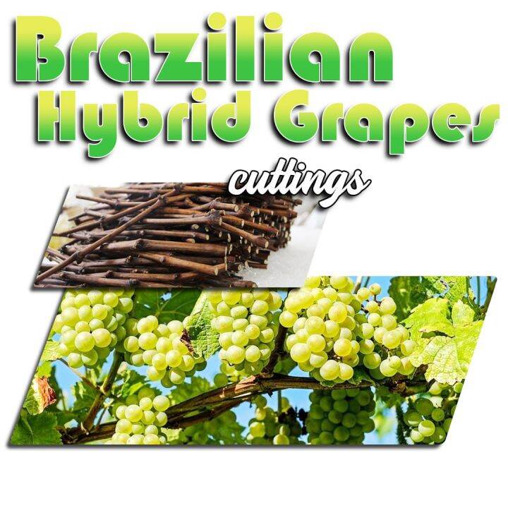 Brazilian Hybrid Grape Cuttings GRAPES VARIETY FOR PHILIPPINE CLIMATE
