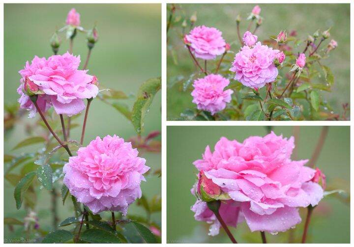 30-เมล็ด-เมล็ดพันธุ์-bonsai-the-mayflower-rosa-the-mayflower-สายพันธุ์อังกฤษ-ดอกกุหลาบ-นำเข้าจากอังกฤษ-ดอกใหญ่-พร้อมคู่มือปลูก-english-rose-seed