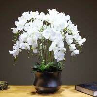 【cw】 White Phalaenopsis 90CM Moth Orchid RealDecoration Wedding ButterflyFloralEvent INDIGO