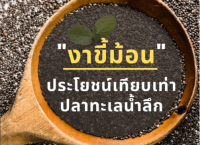 แพค3 น้ำมันงาขี้ม้อน สกัดเย็นจากธรรมชาติ100% Perilla Seed Oil 250Ml เพื่อสุขภาพ สกัดเย็น